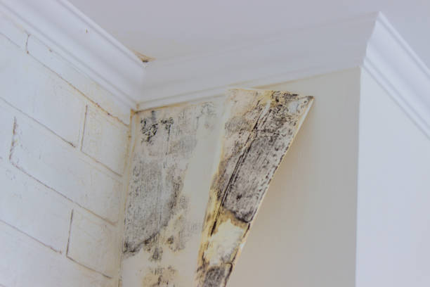 Best Commercial Mold Inspection  in Sunnyvale, CA